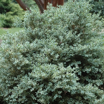 Buxus sempervirens 'Argenteo-variegata' (029913)