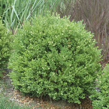 Buxus 'Chicagoland Green®' (029919)