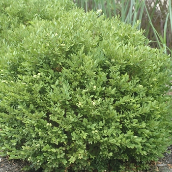 Buxus 'Chicagoland Green®' (029920)