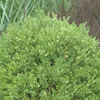 Buxus 'Chicagoland Green®' (029922)