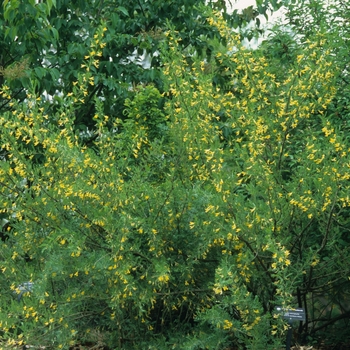 Caragana microphylla '' (030025)