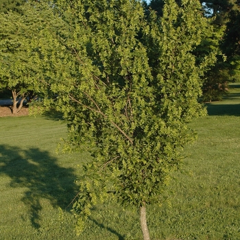 Carpinus betulus 'Incisa' (030055)