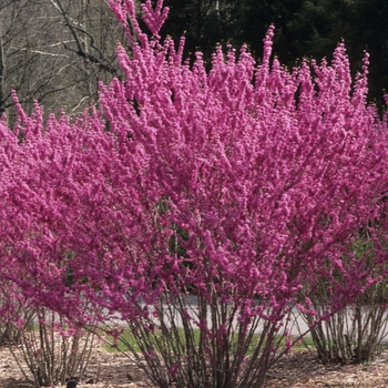 Cercis chinensis '' (030204)