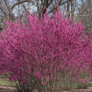 Cercis chinensis '' (030205)