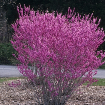 Cercis chinensis '' (030206)