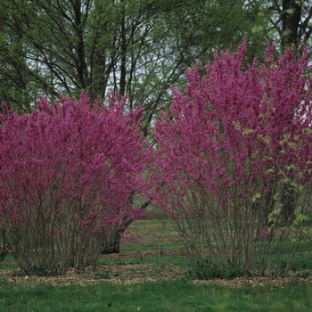 Cercis chinensis '' (030207)