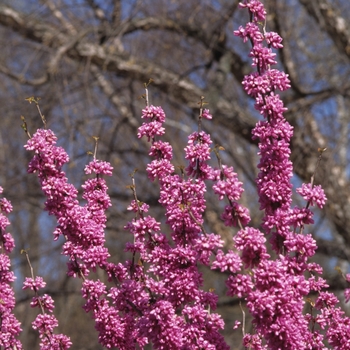 Cercis chinensis '' (030208)