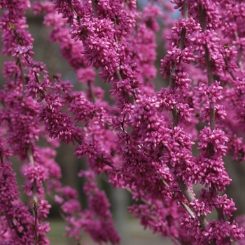 Cercis chinensis '' (030209)