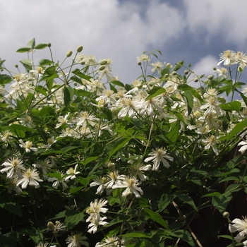 Clematis 'Paul Farges (Summer Snow)' (030453)