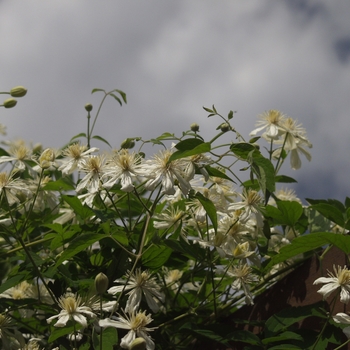 Clematis 'Paul Farges (Summer Snow)' (030454)