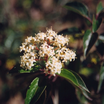 Cornus racemosa 'Cuyzam' (030753)