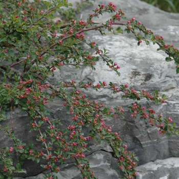 Cotoneaster adpressus var. praecox '' (030834)