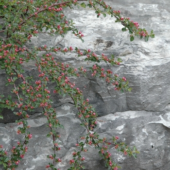 Cotoneaster adpressus var. praecox '' (030835)