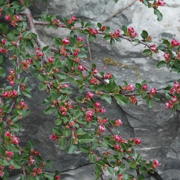 Cotoneaster adpressus var. praecox '' (030837)