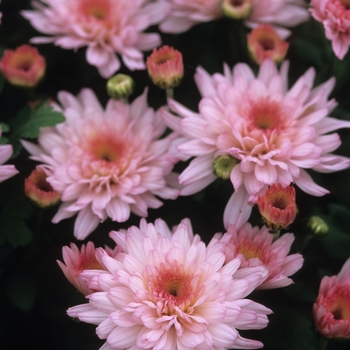 Chrysanthemum x morifolium 'Spotlight' (031113)