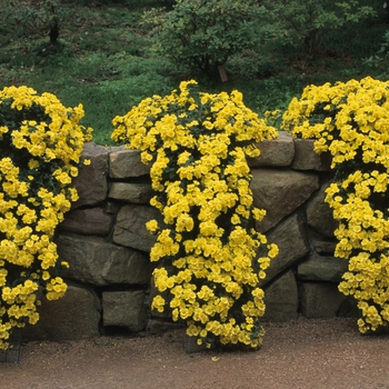 Chrysanthemum x morifolium 'Cascading Yellow' (031118)