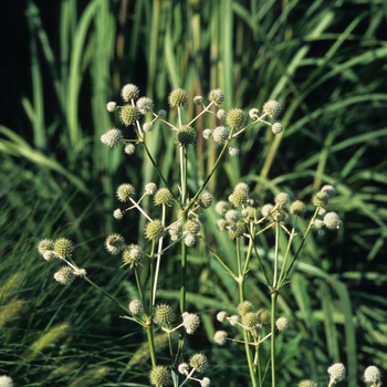 Eryngium yuccifolium '' (031410)