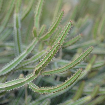 Euphorbia griseola '' (031468)