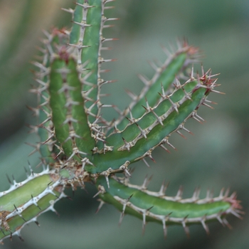 Euphorbia griseola '' (031470)