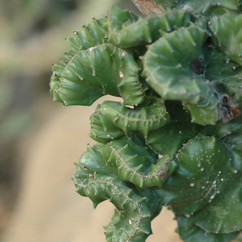 Euphorbia lactea 'Cristata' (031478)