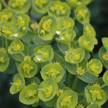 Euphorbia myrsinites '' (031483)