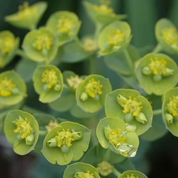 Euphorbia myrsinites '' (031484)