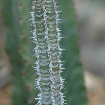Euphorbia neohumbertii '' (031491)