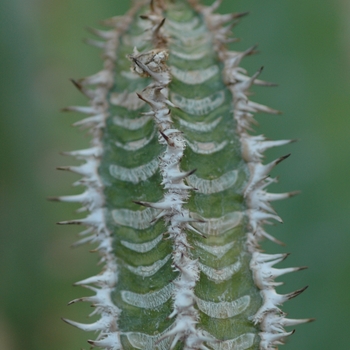 Euphorbia neohumbertii '' (031492)