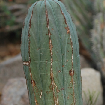 Euphorbia obesa '' (031494)