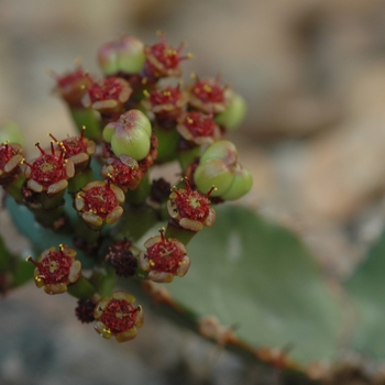 Euphorbia opuntioides '' (031496)