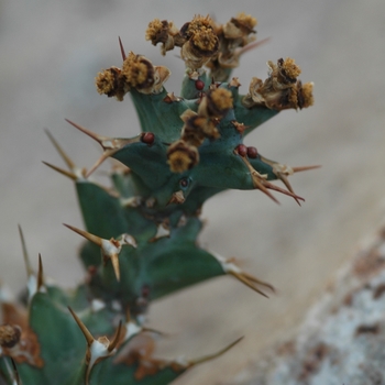 Euphorbia persistens '' (031497)