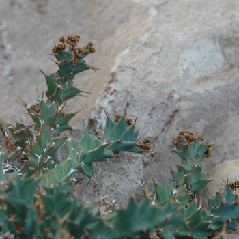 Euphorbia persistens '' (031498)