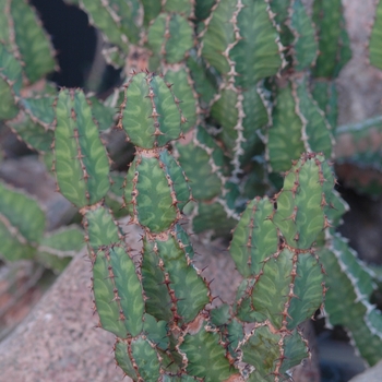 Euphorbia pseudocactus '' (031501)
