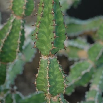 Euphorbia pseudocactus '' (031502)