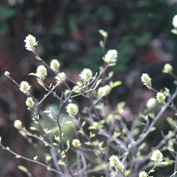 Fothergilla gardenii 'Jane Platt' (031619)
