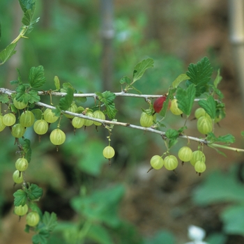 Ribes grossulariodes 'Pixwell' (031728)