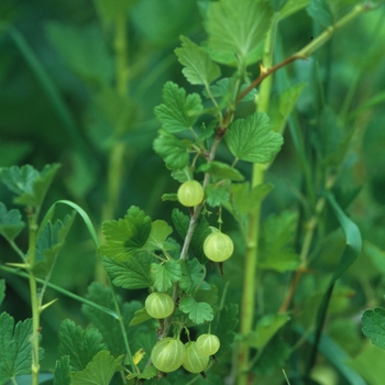 Ribes grossulariodes 'Pixwell' (031729)
