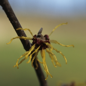 Hamamelis japonica 'Arborea' (031778)