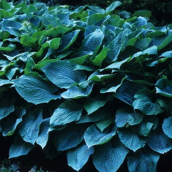 Hosta 'Frilly Puckers' (032200)