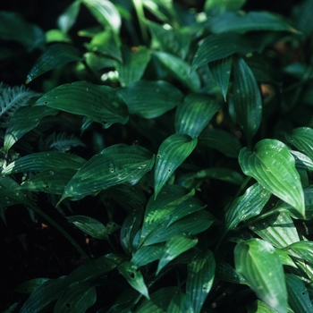 Hosta lancifolia '' (032345)