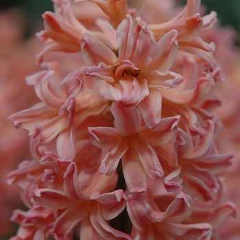 Hyacinthus orientalis 'Gypsy Queen' (032390)