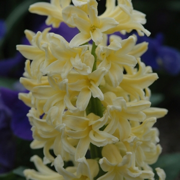 Hyacinthus orientalis 'Yellow Queen' (032401)
