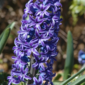 Hyacinthus orientalis 'Blue Jacket' (032410)