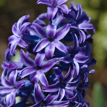 Hyacinthus orientalis 'Blue Jacket' (032411)
