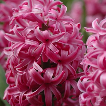 Hyacinthus orientalis 'Pink Pearl' (032414)
