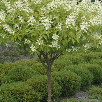 Hydrangea paniculata 'Kyushu' (032451)