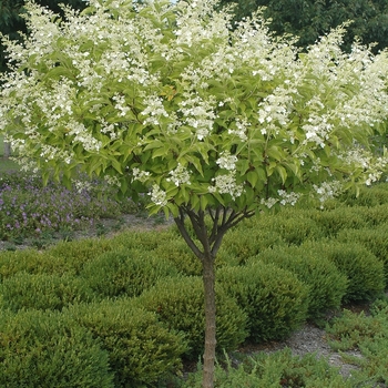 Hydrangea paniculata 'Kyushu' (032452)
