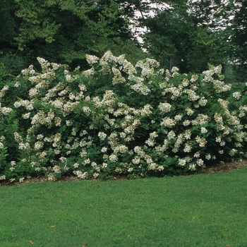 Hydrangea paniculata 'Unique' (032479)