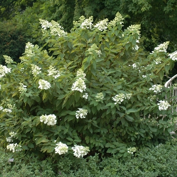 Hydrangea paniculata 'Unique' (032485)