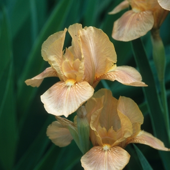 Iris germanica 'Apricot Drops' (032623)